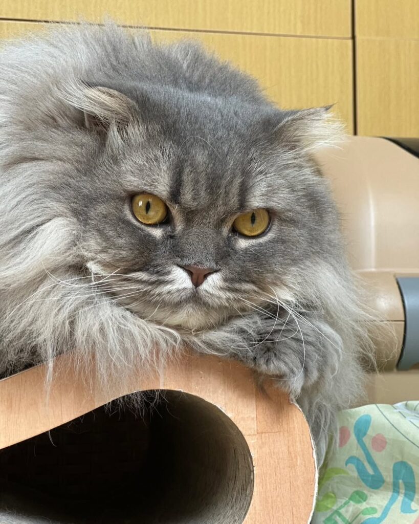 中川剛、愛猫の「凛々しい顔つきがたまらない」ドアップショットが話題 | 話題の投稿 | スポーツブル (スポブル)