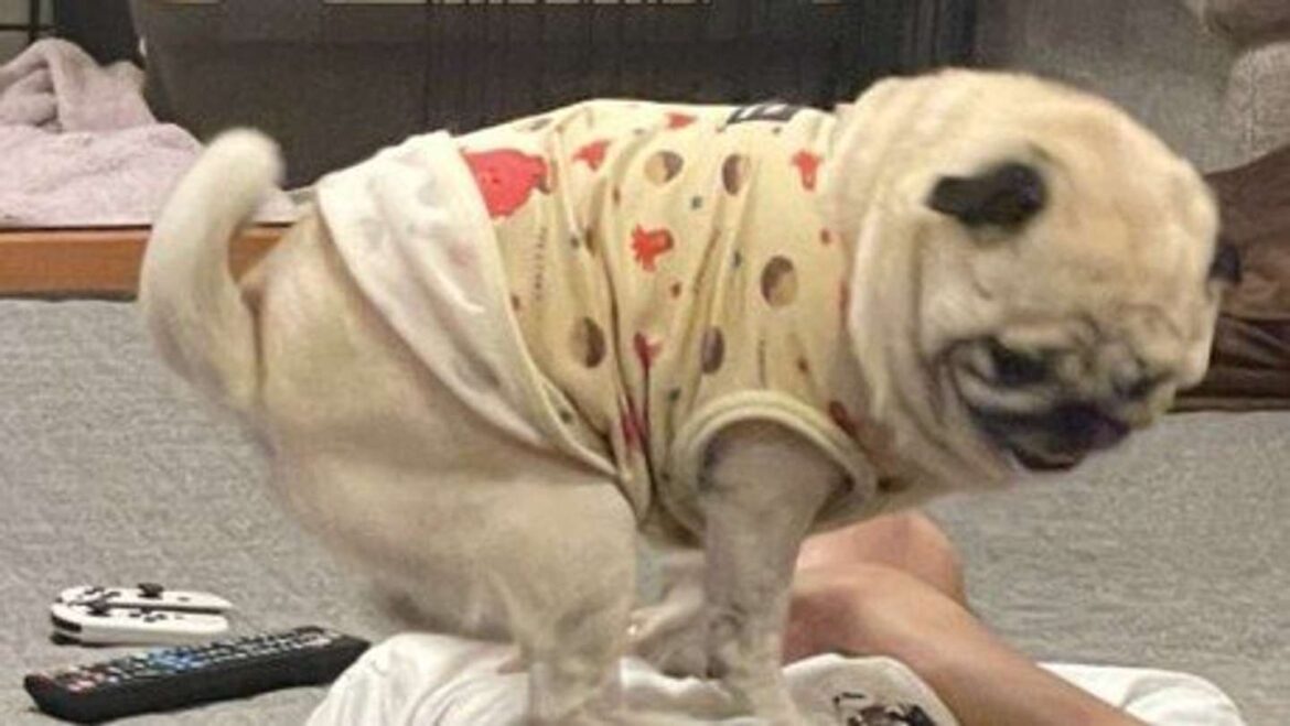 人間のお腹も股間も犬にとっては「ステージ」です パグによる歓迎ダンスにパパ＆2万人もん絶 - Jタウンネット
