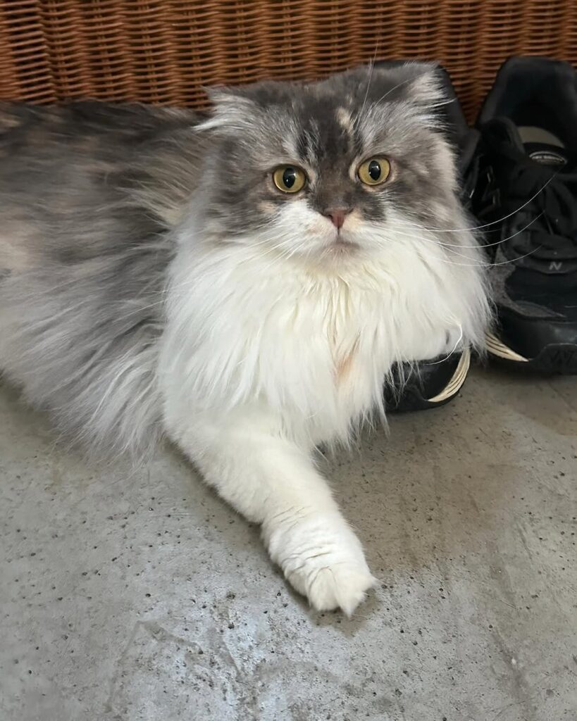 「床が冷たくて気持ちがいいニャ」中川剛、愛猫のリラックスショットが癒しすぎる | 話題の投稿 | スポーツブル (スポブル) 「床が冷たくて気持ちがいいニャ」中川剛、愛猫のリラックスショットが癒しすぎる | 話題の投稿 | スポーツブル (スポブル)