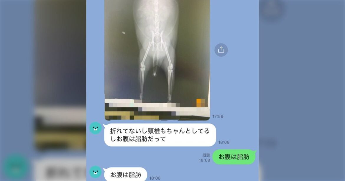 ペットの猫の様子がおかしくなったので、「もしかしてあのお腹はガンの腫瘍だったのでは…」と心配になって見てもらったら…「これ、同じ事言われた」「今年のパワーワード大賞決まったな…」 - Togetter [トゥギャッター]