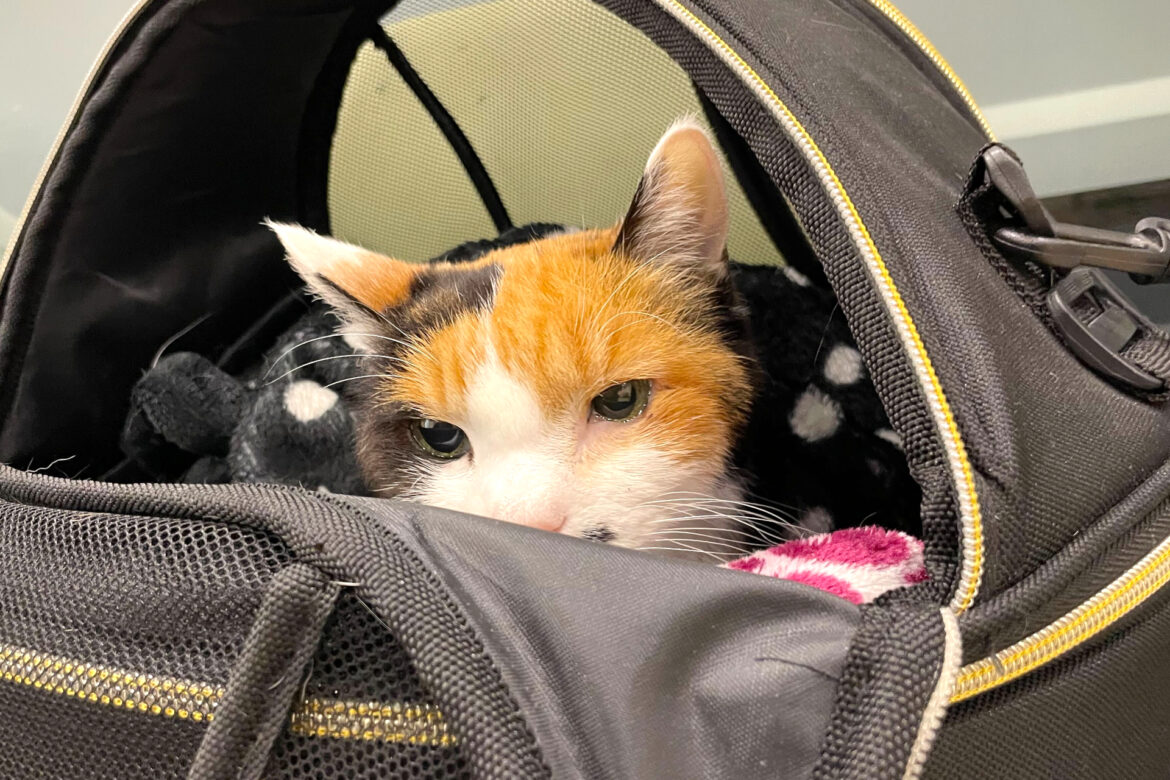 ペット同伴で新幹線に乗るときは「手回り品きっぷ」購入を。お盆帰省に備えよう – トラベル Watch ペット同伴で新幹線に乗るときは「手回り品きっぷ」購入を。お盆帰省に備えよう - トラベル Watch