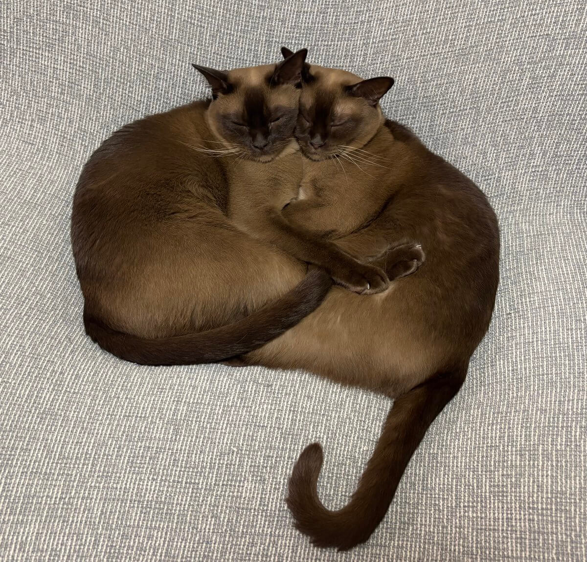 抱き合いながら眠るヨーロピアンバーミーズの兄弟猫