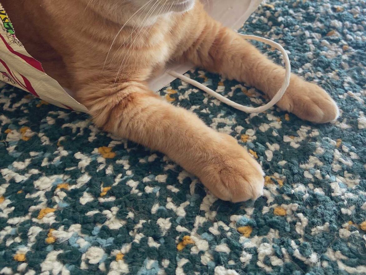 飼い主「ウソみたいだろ」 紙袋で遊ぶ猫、シュールすぎる姿に「最高かよ」「情報量が多い」 – grapee.jp 猫の写真