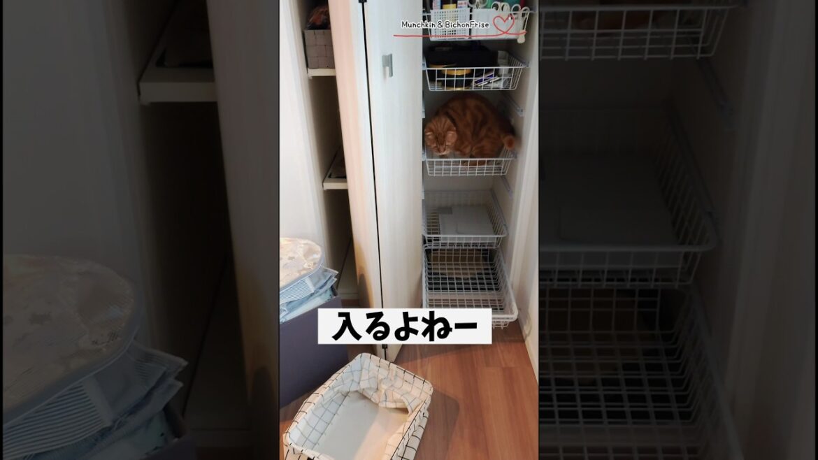 【マンチカン】短足猫と女王猫の入るよね〜 【犬と猫、両方飼ってると毎日かわいい♥】