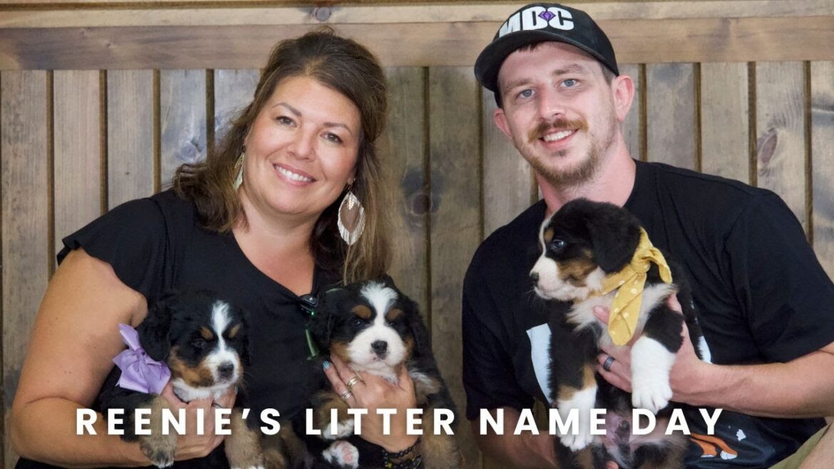 Reenie's Bernese Mountain Dog Puppies | Puppy Name Day!