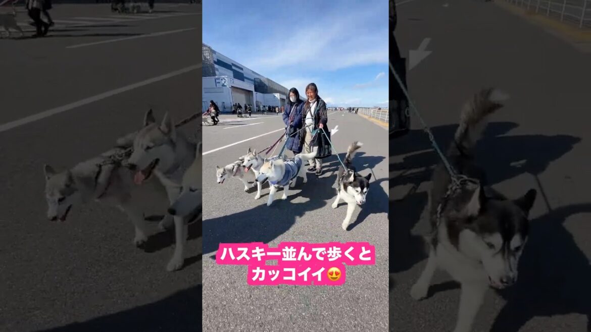 ハスキー颯爽と並んで歩く❗️カッコイイ😍‼️ #シベリアンハスキー #シベリアンハスキー子犬 #パピー