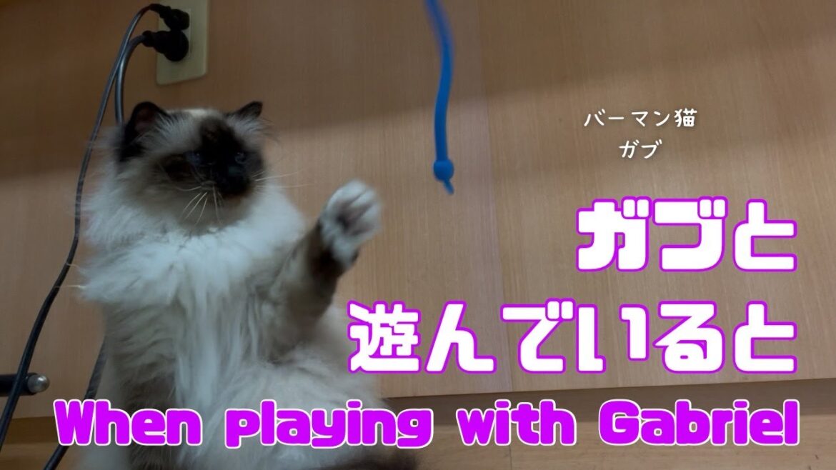 バーマン猫ガブとラフ【ガブと遊んでいると】When playing with Gabriel（バーマン猫）Birman/Cat