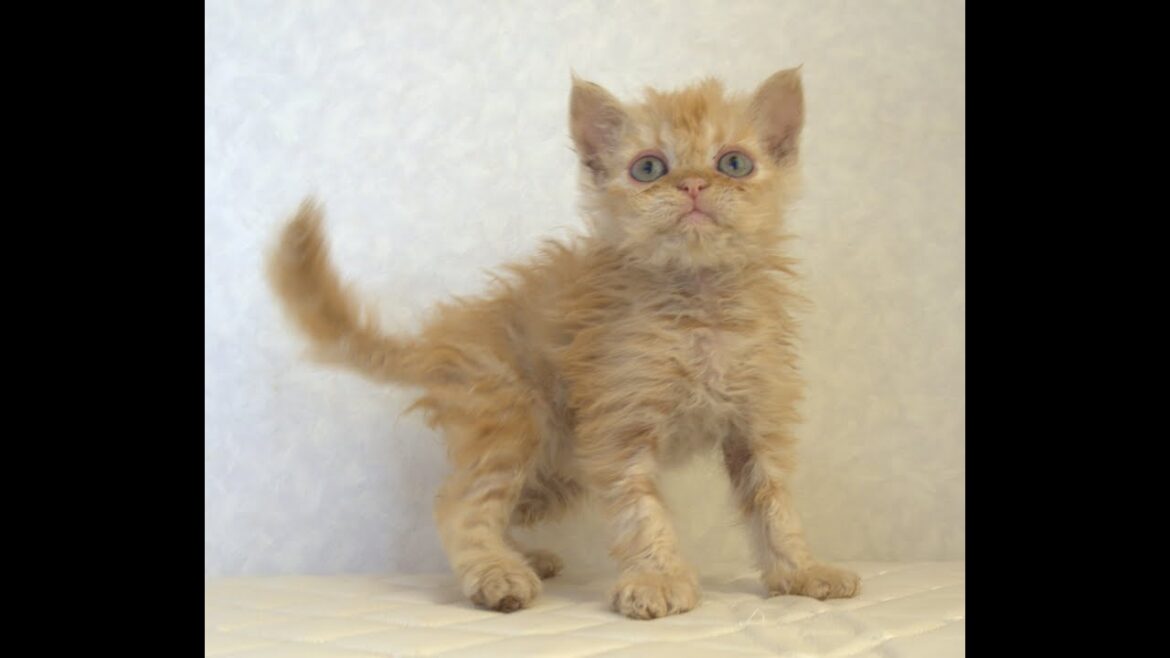 セルカークレックス子猫 Selkirk Rex 2025.5.28産まれ レッドタビー 巻き毛 セミロング 男の子 シーダキャット猫のお店 セルカークレックス子猫 Selkirk Rex 2025.5.28産まれ レッドタビー 巻き毛 セミロング 男の子 シーダキャット猫のお店