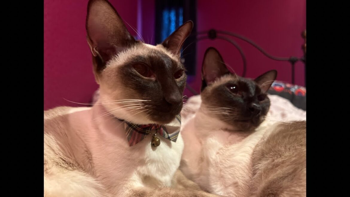 俺はシャムだ。I am a Siamese cat. is live! 俺はシャムだ。I am a Siamese cat. is live!