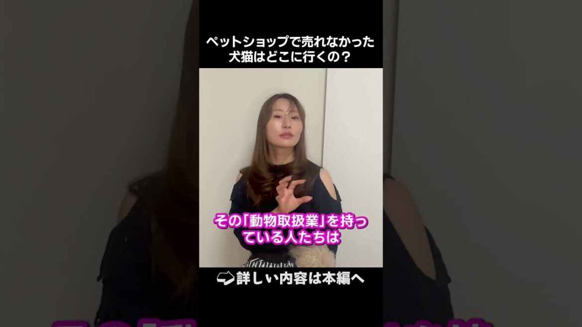 【ペットショップで売れなかった犬猫はどこに行く？】#dogs #short  #ひろゆき#犬 #犬とおねえさん #youtube教室 #狗  #Anjing #Perros #ペットモデル  #いっぬ