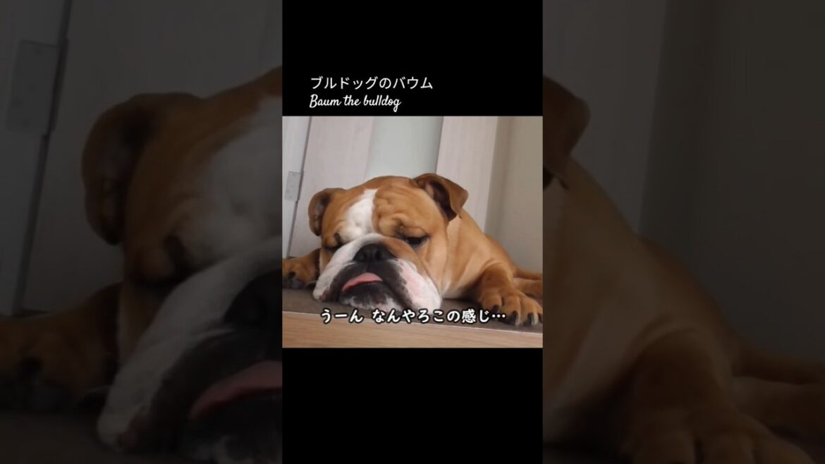 「ブルドッグのバウムが考えた暑さ対策」全犬種必見の#shorts チャンネルトップから全編見てね🥳 #bulldog #ブルドッグ #ブルドッグのバウム