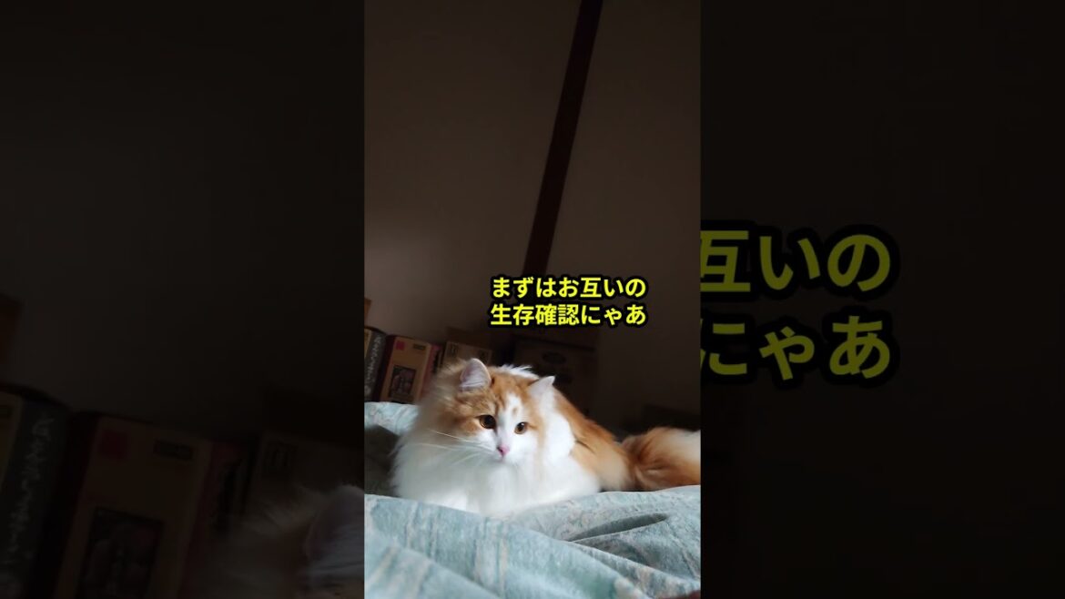 起こし方が全力すぎる猫#shorts #サイベリアン #cat #はじまりの曲 #猫のいる暮らし