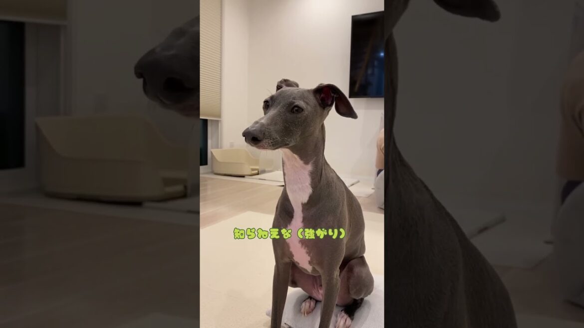 強がるイタグレ #イタグレ #イタリアングレーハウンド #デカグレ #愛犬