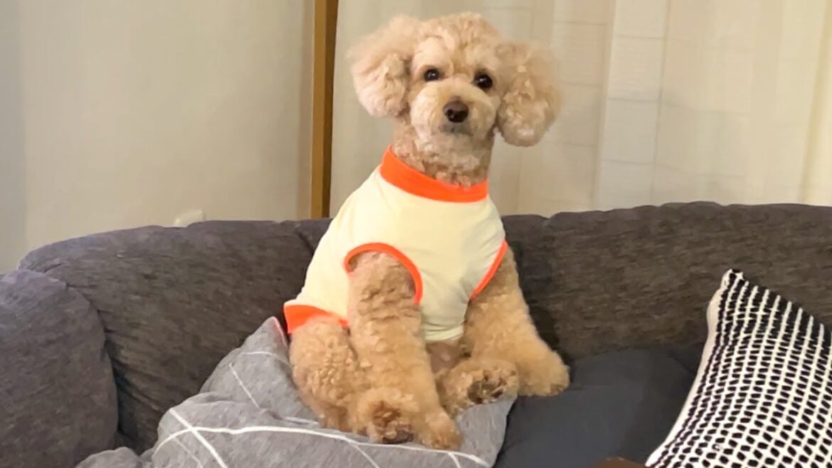 おしゃべりをして何かを訴えてくる大きいトイプードル【デカプー】【トイプードルのロアくん】【toy poodle】