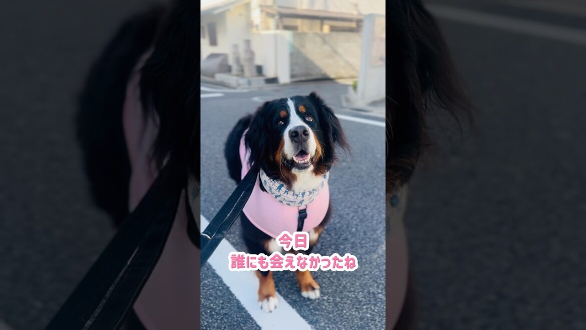朝の道で誰かを待ち続けるバーニーズの背中が切ない…🐾