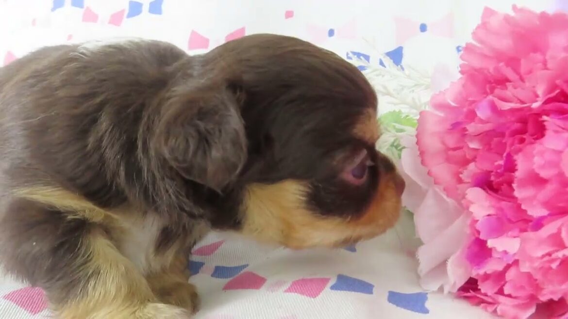 0729チワワ子犬アンナｍ1