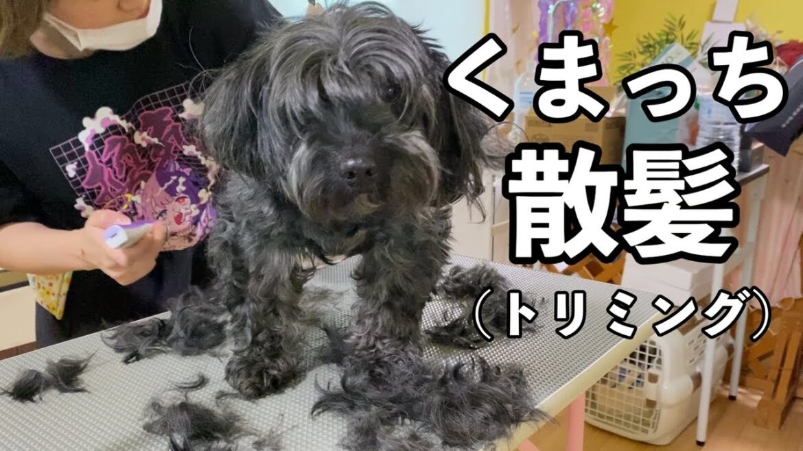【保護犬】くまっちのトリミング【♯１】