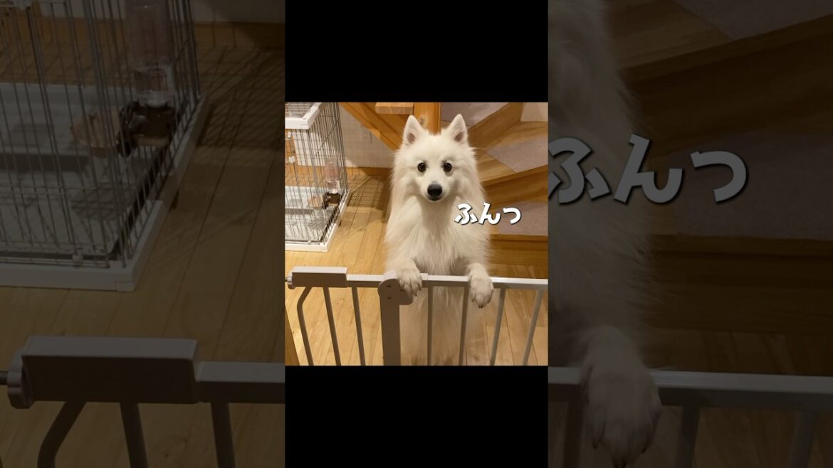 自宅の搭乗チェック係が主をふんふん警戒してくる件　#日本スピッツ #中型犬 #shorts