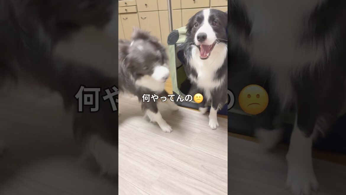ボーダーコリーは新しい遊びを考える天才です　#ボーダーコリー