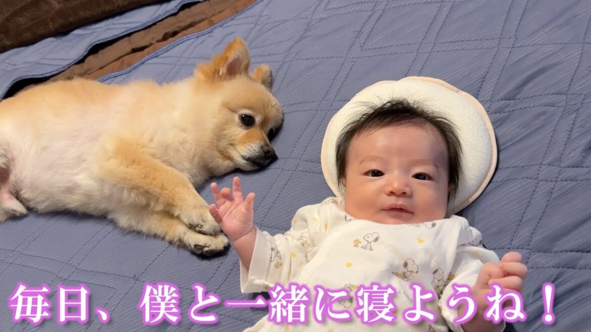 まるで本当の兄妹のように寄り添って眠るポメラニアンが可愛過ぎました…