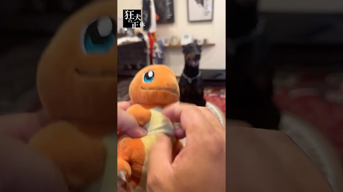 嫉妬するドーベルマン #ドーベルマン #大型犬との暮らし