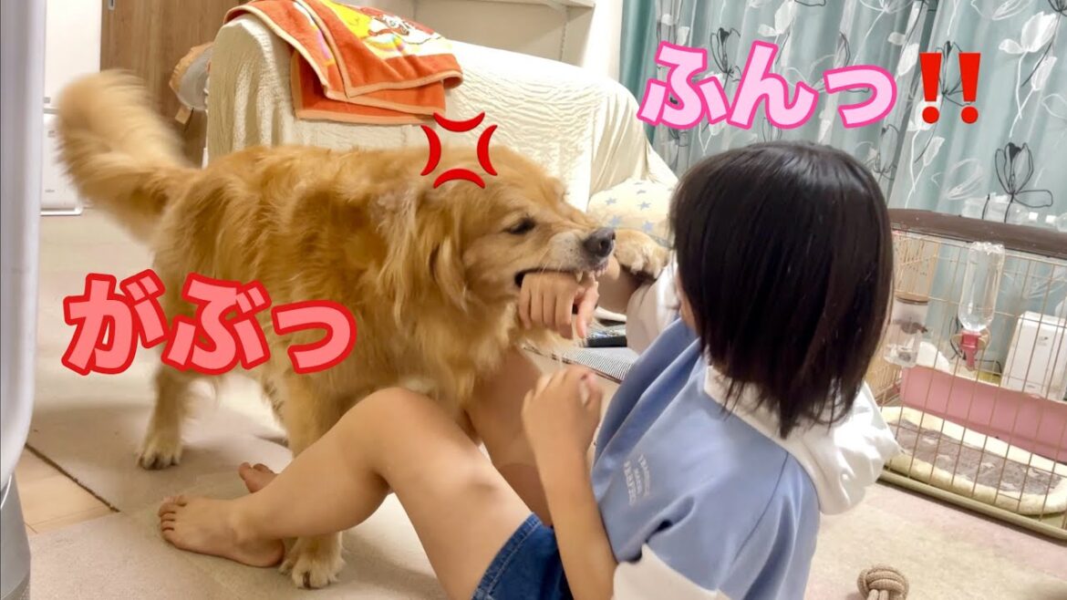 マジになって噛み付く愛犬と、それに動じない最強の姉【ゴールデンレトリバーとミニチュアダックスフンド】