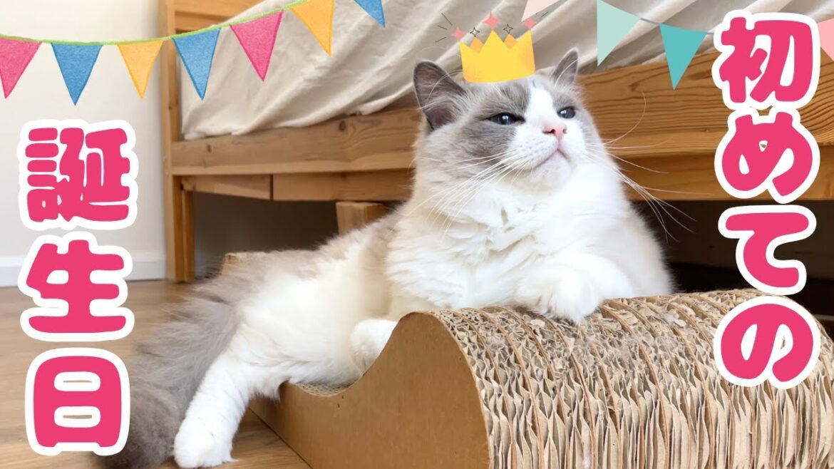 子猫の誕生日会を開いたらハプニング発生で中止の危機に…【ラグドール】