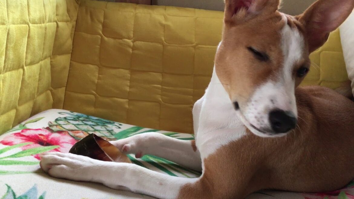 バセンジーの子犬初めての牛蹄をかじる