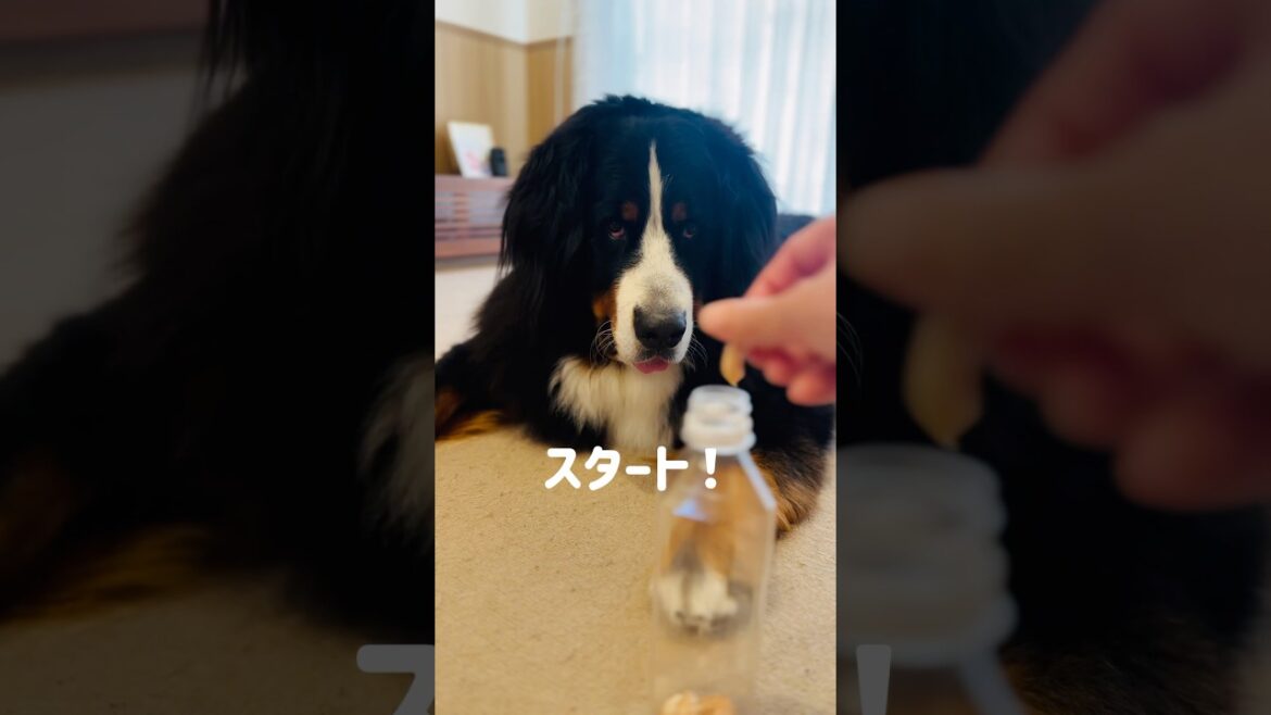 おもちゃに興味なしのバーニーズ…でもこれなら遊ぶ‼️