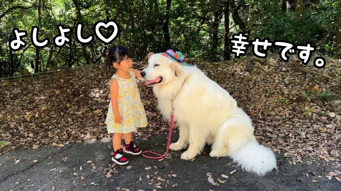 【絆】超大型犬は大好きなお散歩よりも３歳児からのなでなでが最高のご褒美の様です♡｜グレートピレニーズ&オールドイングリッシュシープドッグ&トイプードル