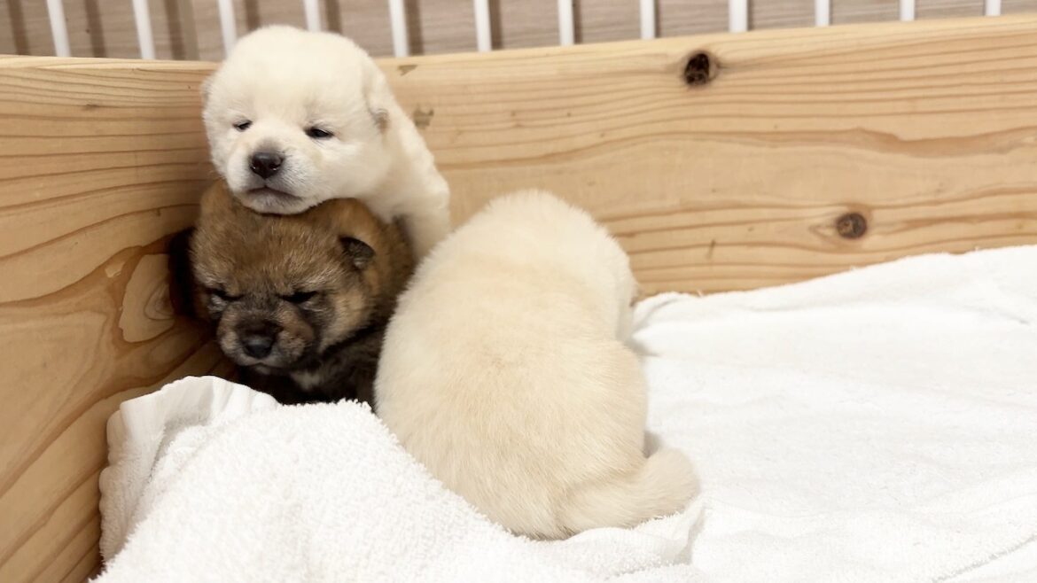 【柴犬 子犬】目が開いたと思ったら衝撃的な脱走を繰り広げる子犬