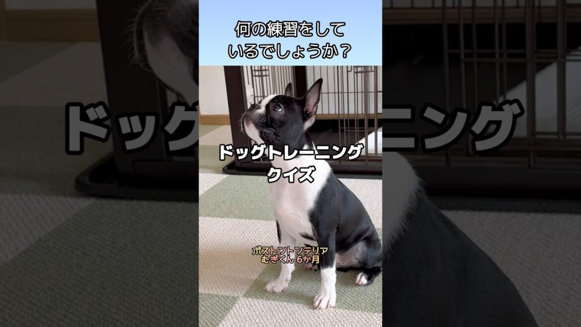 【何の練習？】ヒント）ご飯の前にさせたい/ボストンテリアのむぎくん
