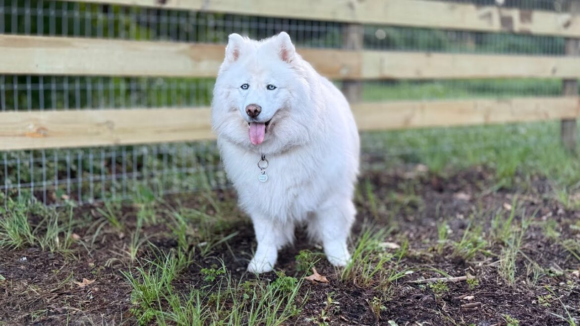トンカはどこ？牧場でアラスカン・マラミュートを失くしちゃった #alaskanmalamute