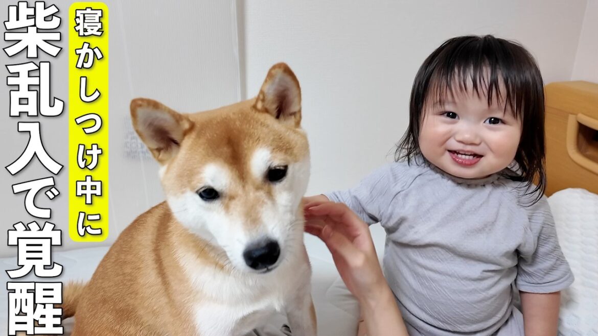 1歳児の寝かしつけ中に柴犬が乱入したらこうなっちゃいました…w 1歳児の寝かしつけ中に柴犬が乱入したらこうなっちゃいました…w
