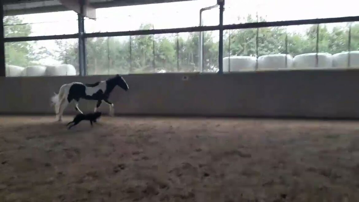 Lieblingshund Dunkelbunt Rennen mit Ponyfreund  #kaiken   甲斐犬