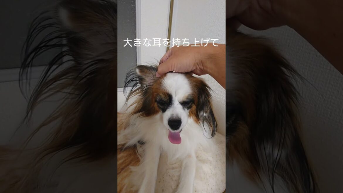 タレ耳パピヨンの魅力 #愛犬 #犬のいる生活 #パピヨン