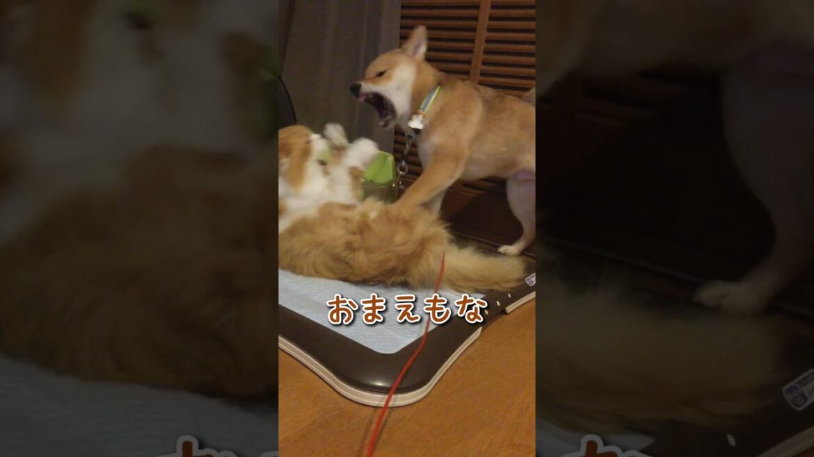 虹の橋をわたった猫フグじーちゃんの思い出 #柴犬スティーブ