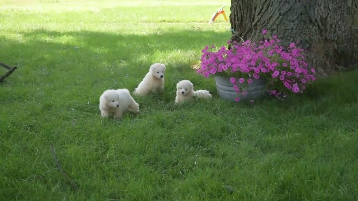Samoyed Puppies For Sale