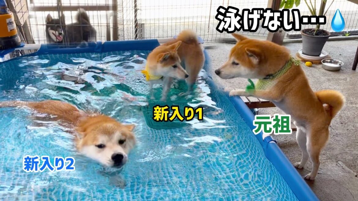 元祖泳ぐ柴犬が物理的と心理的に泳げなくなりました…