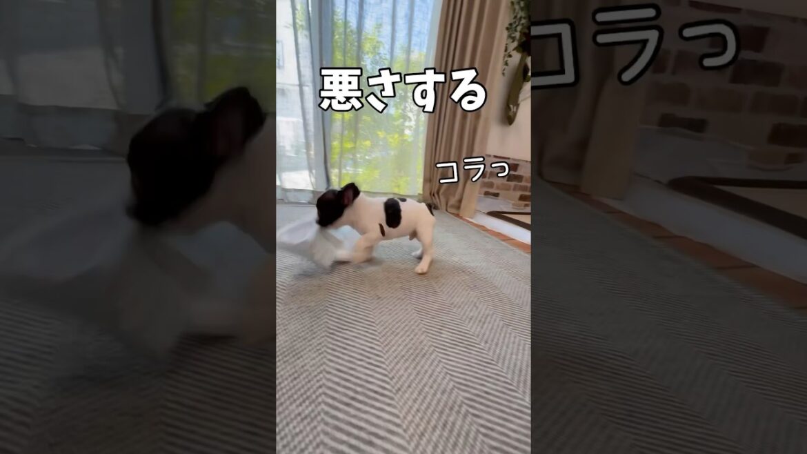 フレンチブルドッグパピーの1日🐾#shorts#shortsvideo #frebull #frenchbulldog #フレンチブルドッグ #フレブルパピー#フレブル6兄弟