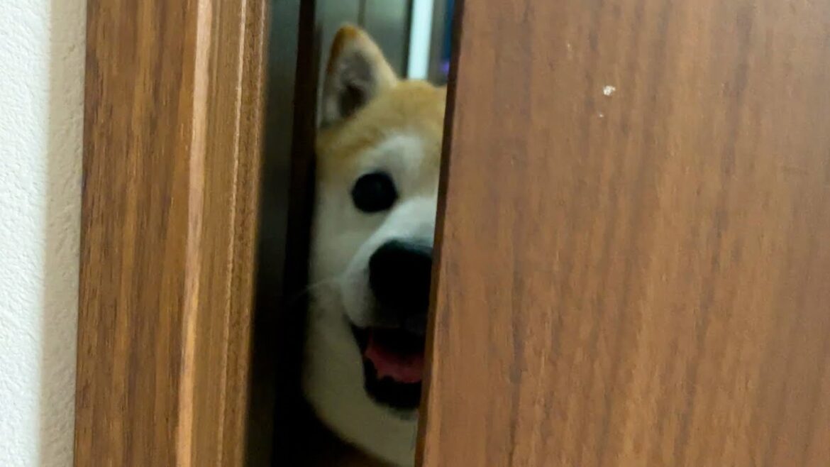 再会を喜んでいる隙にポジションをチェンジされ、よくわからないまま逆に出迎えられてしまう柴犬