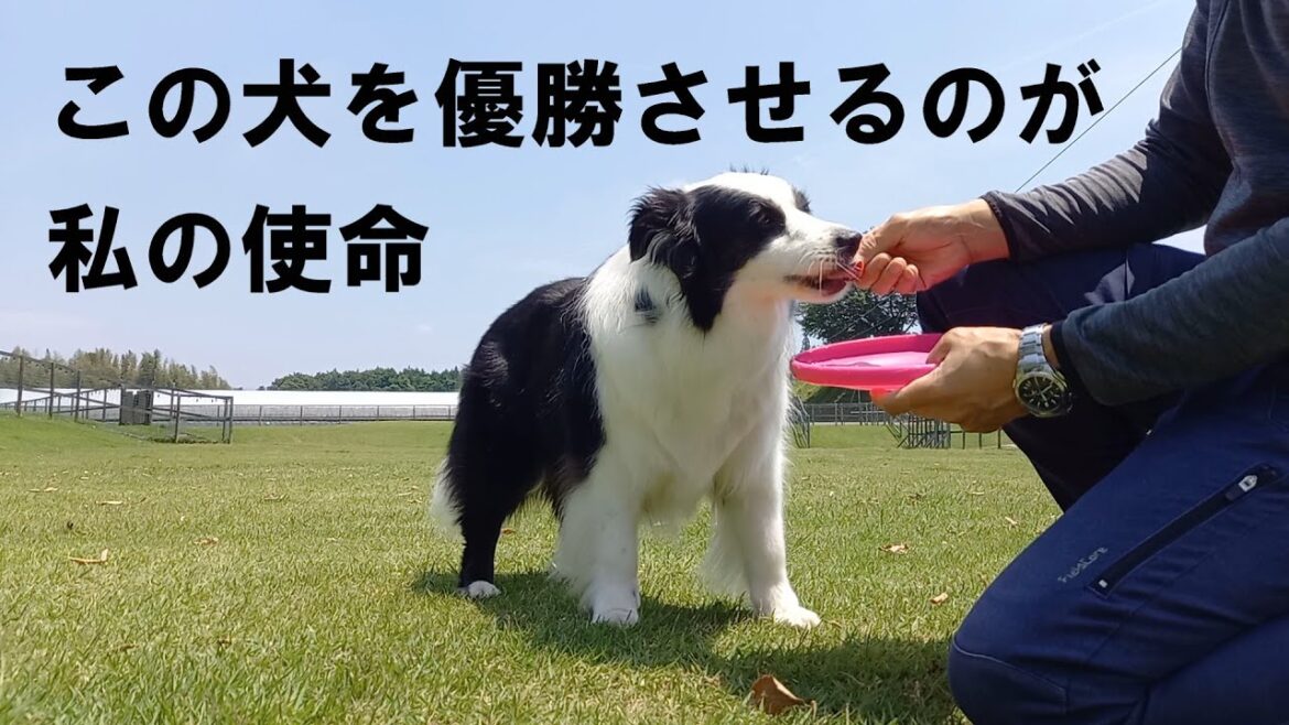 ぽっちゃり短足ボーダーコリーをディスクドッグ大会で優勝させるのが私の使命 ぽっちゃり短足ボーダーコリーをディスクドッグ大会で優勝させるのが私の使命