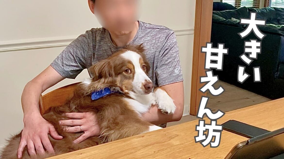 動物病院から帰ってきたら、お父さんにべったりで離れない甘えん坊な大型犬｜オーストラリアンシェパード
