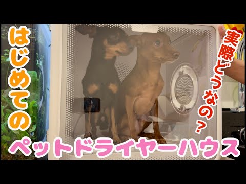 【ペットの乾燥機】初めてのペットドライヤーハウスを2匹同時で使ってみた【ペットお風呂】 【ペットの乾燥機】初めてのペットドライヤーハウスを2匹同時で使ってみた【ペットお風呂】
