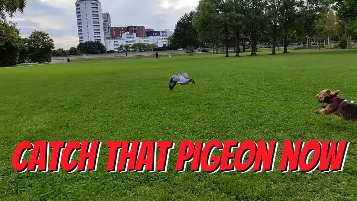 キャッチ・ザット・ピジョン・ヨーキー・ルーシー・ヨークシャー・テリア キャッチ・ザット・ピジョン・ヨーキー・ルーシー・ヨークシャー・テリア