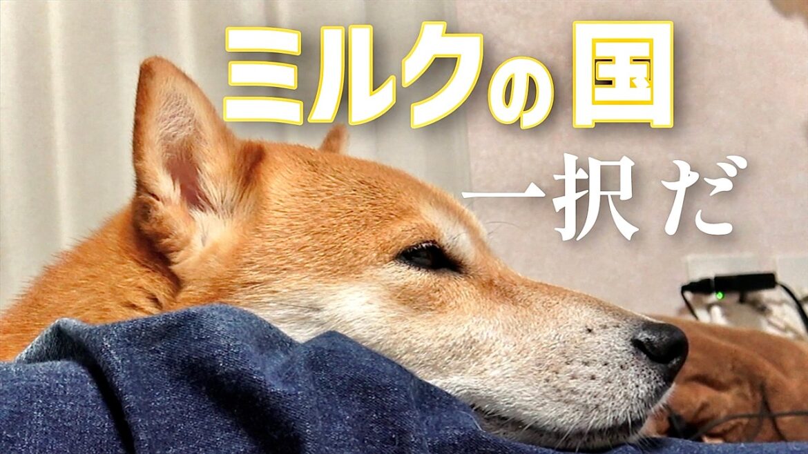 柴犬こむぎをどうか心の目で見てください【失恋の三浦半島】 柴犬こむぎをどうか心の目で見てください【失恋の三浦半島】