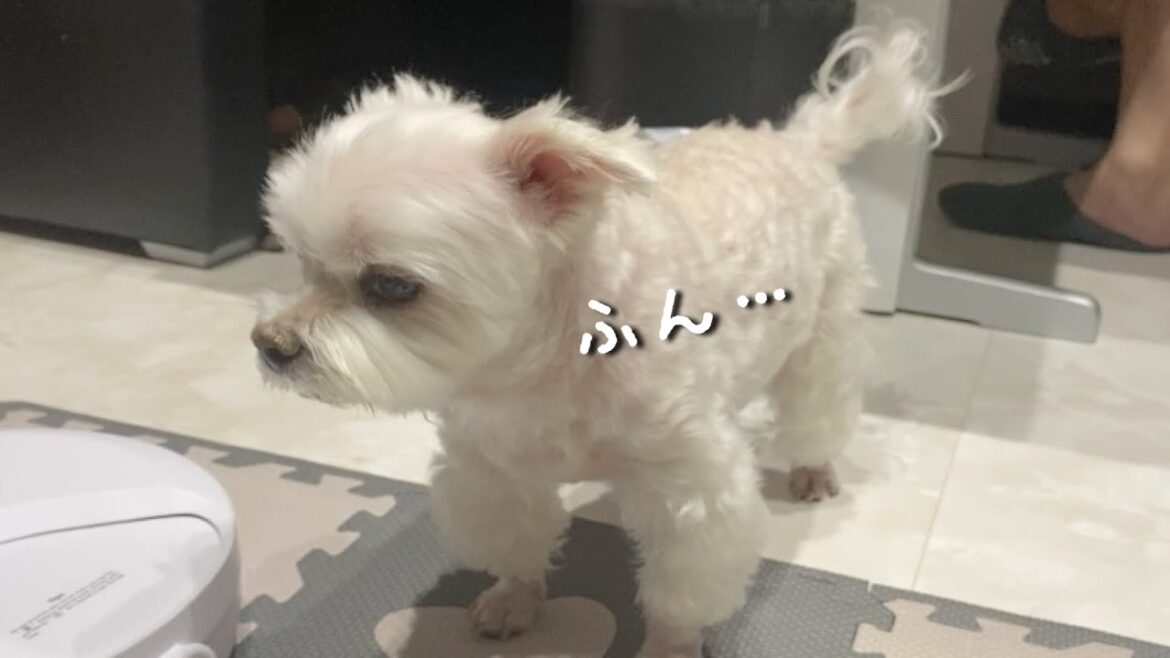 愛犬がツンデレすぎて面倒くさくなってきました