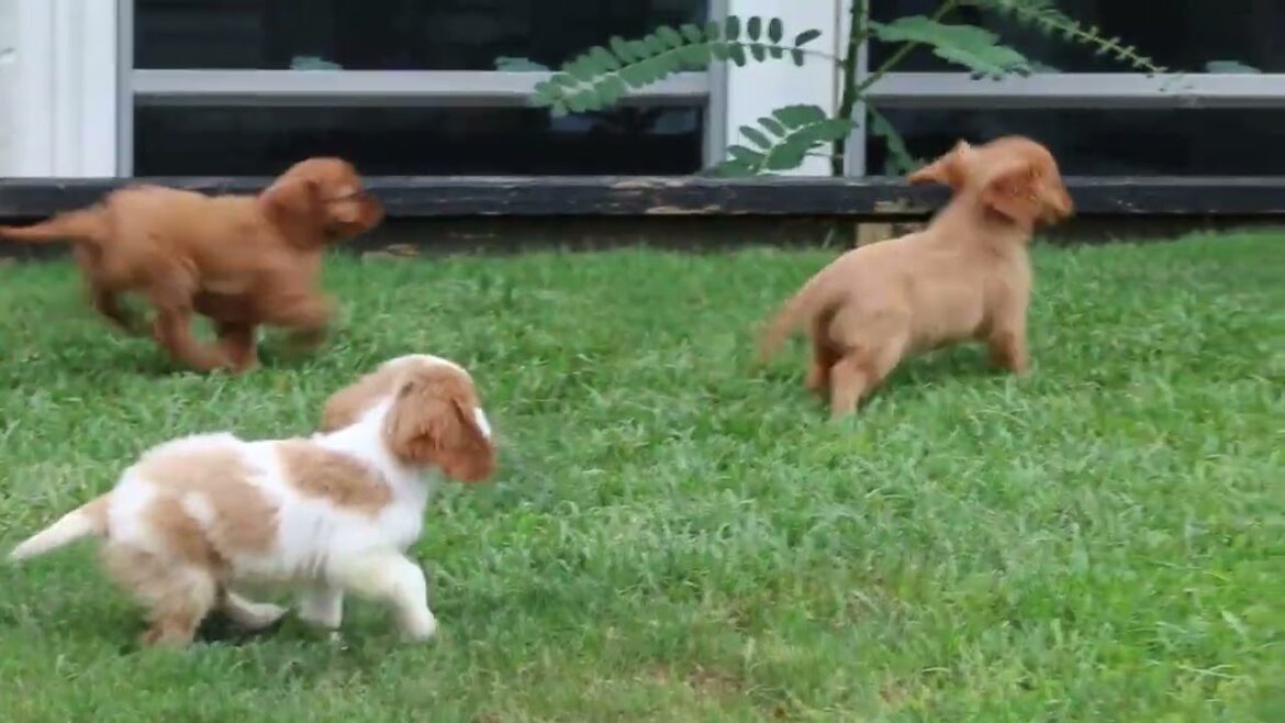 Cavalier King Charles Spaniel Puppies For Sale