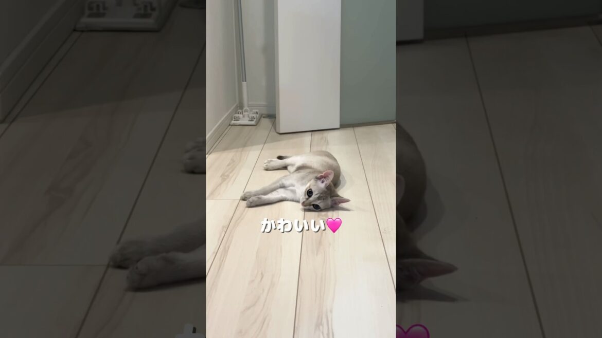 【キュンキュン】ママの帰宅が嬉しすぎて、愛情爆発してるシンガプーラの可愛い子猫#子ネコ #猫のいる暮らし #好きな子猫