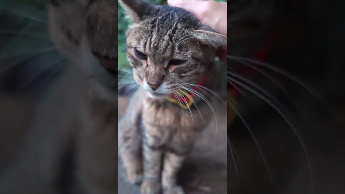 元捨て猫カツオ、自由に生きる夏の日々